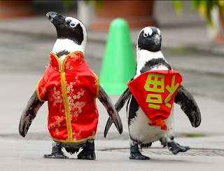 penguin slap game chinese new year penguins