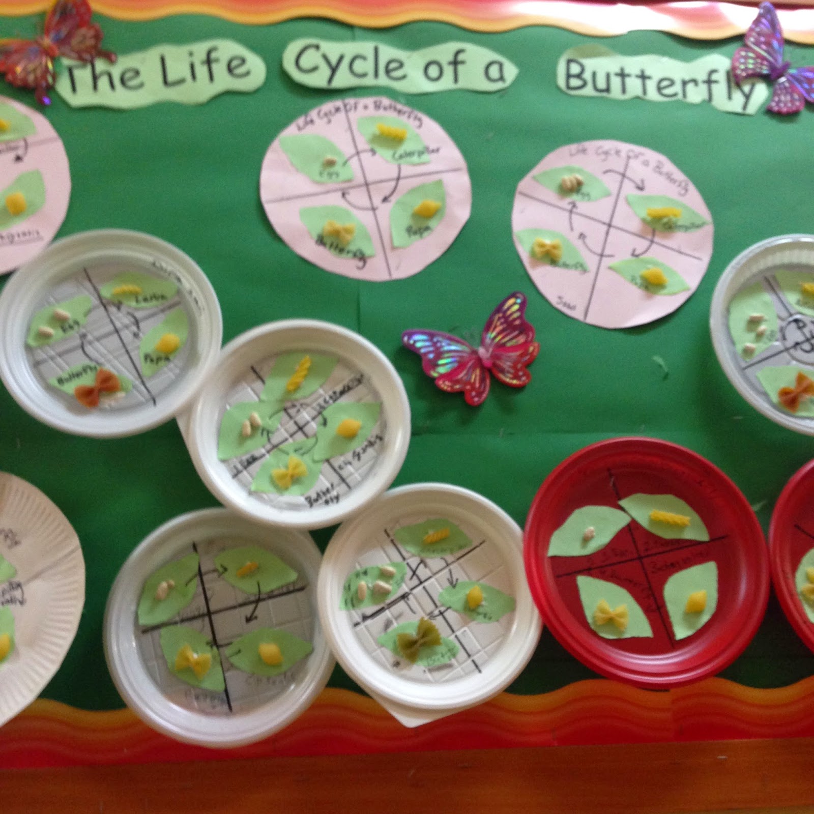 Makassed KSPS Life Cycle of a Butterfly Pasta Activity