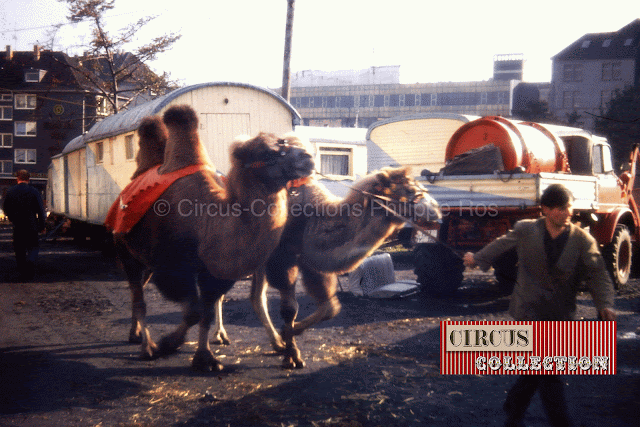 chameaux avec leurs soigneur 