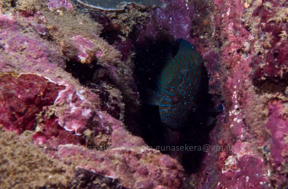 Off the beaten Track Underwater Life The last thing a glass fish sees