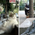 [Κόσμος]Η γάτα που πέθανε αλλά θα αράζει αιώνια στην Κωνσταντινούπολη