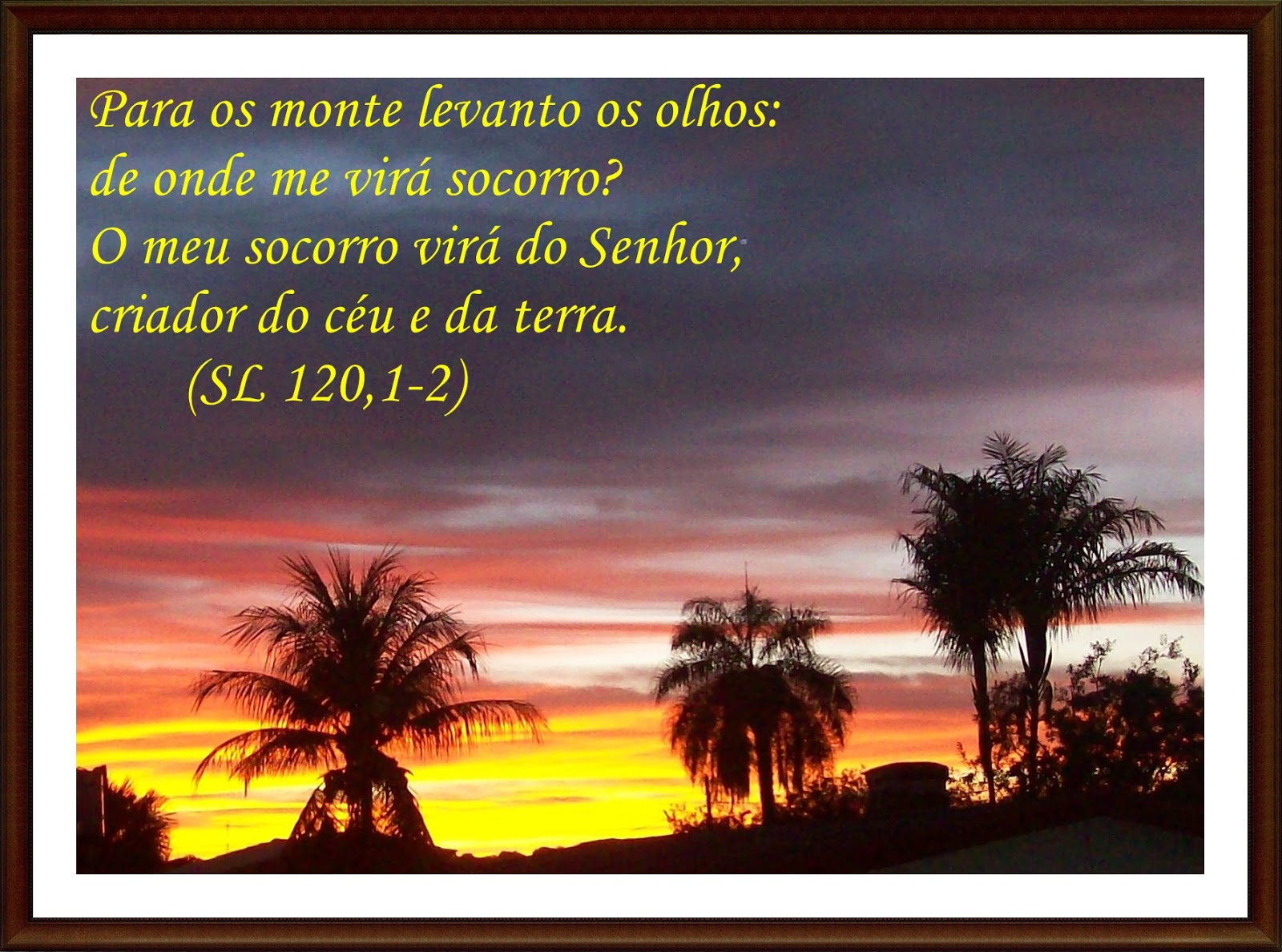Meu Jardim Um Bom Dia Ensolarado!!!!!!!!!!