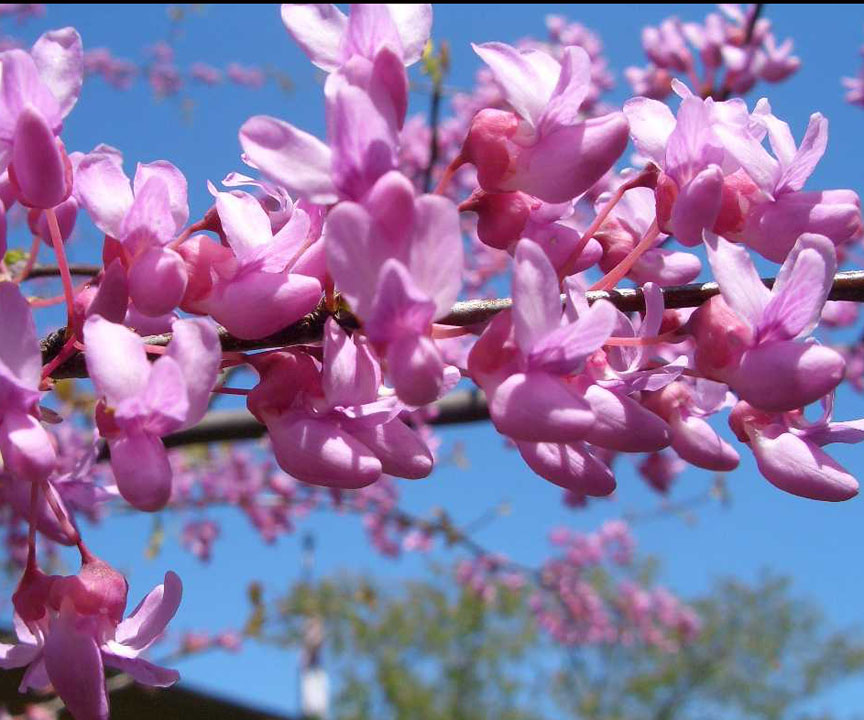 Baldwin Nurseries Perennials, shrubs, trees for Nova Scotia Gardeners