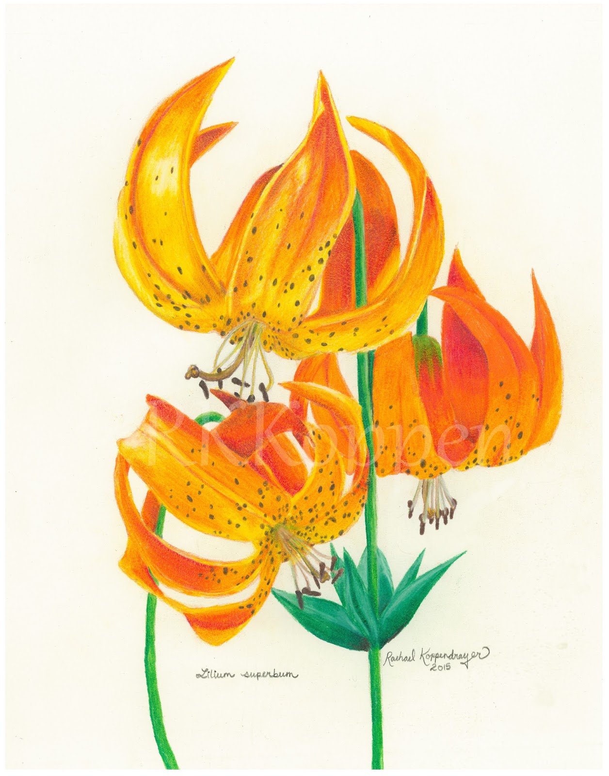 Turk’s Cap Lily Rachael Koppendrayer