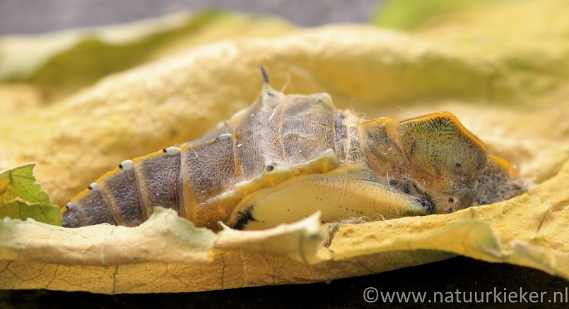 De gedaantewisseling van Koolwitjes
