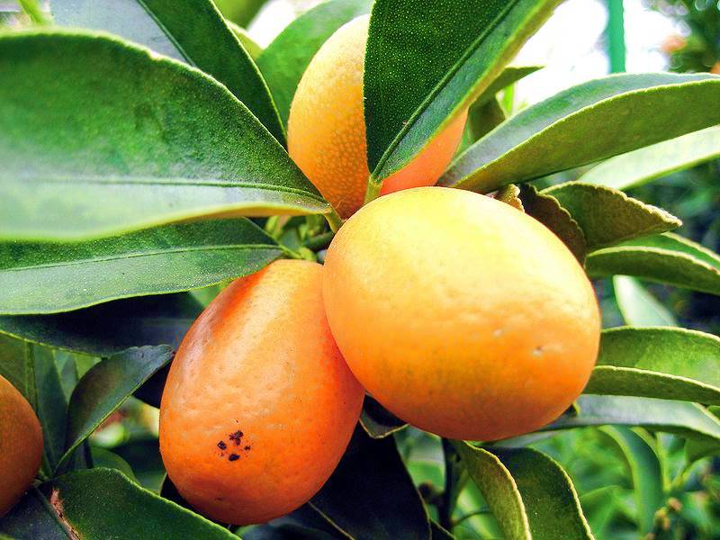 Nih Nama BuahBuahan Dalam Bahasa Arab Bermanfaat Buah