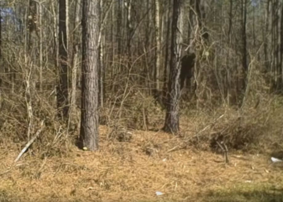 Alabama Bigfoot Society Captures Possible Bigfoot Image During Sighting
