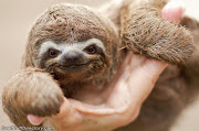 Baby Sloth. Baby Sloth. Scarce Fur Seal baby sloth