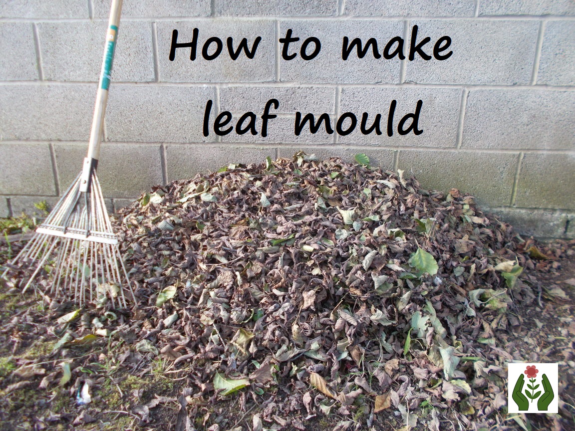The Green Fingered Blog How to make leaf mould