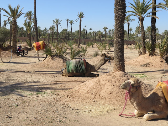 Camellos en el Palmeral de Marrakech