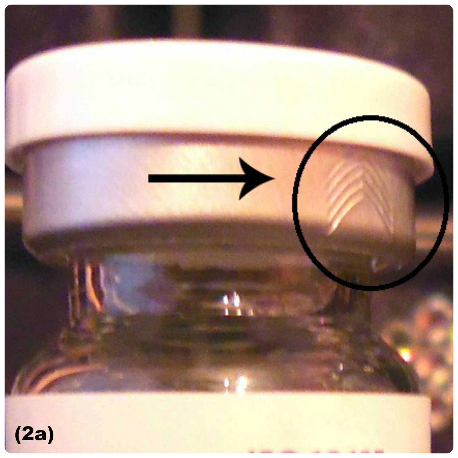 PinkyParadise Media Diva Contest + Super Pinky Gray Circle Lenses Review