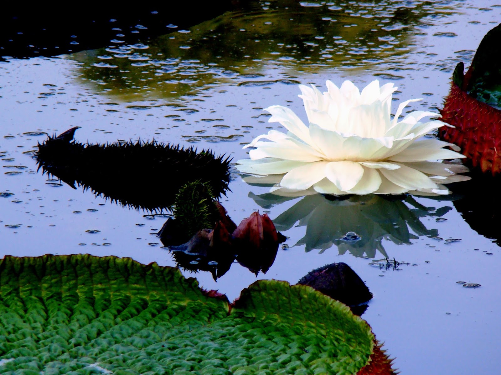 Uma Flor Por Dia Vit ria r gia