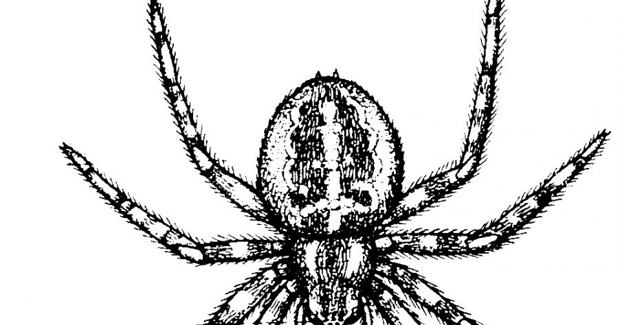 строение паука тарантула схема. строение паука крестовика. схема рисунок паука. схема рисунок паука. внешнее строение паука птицееда.