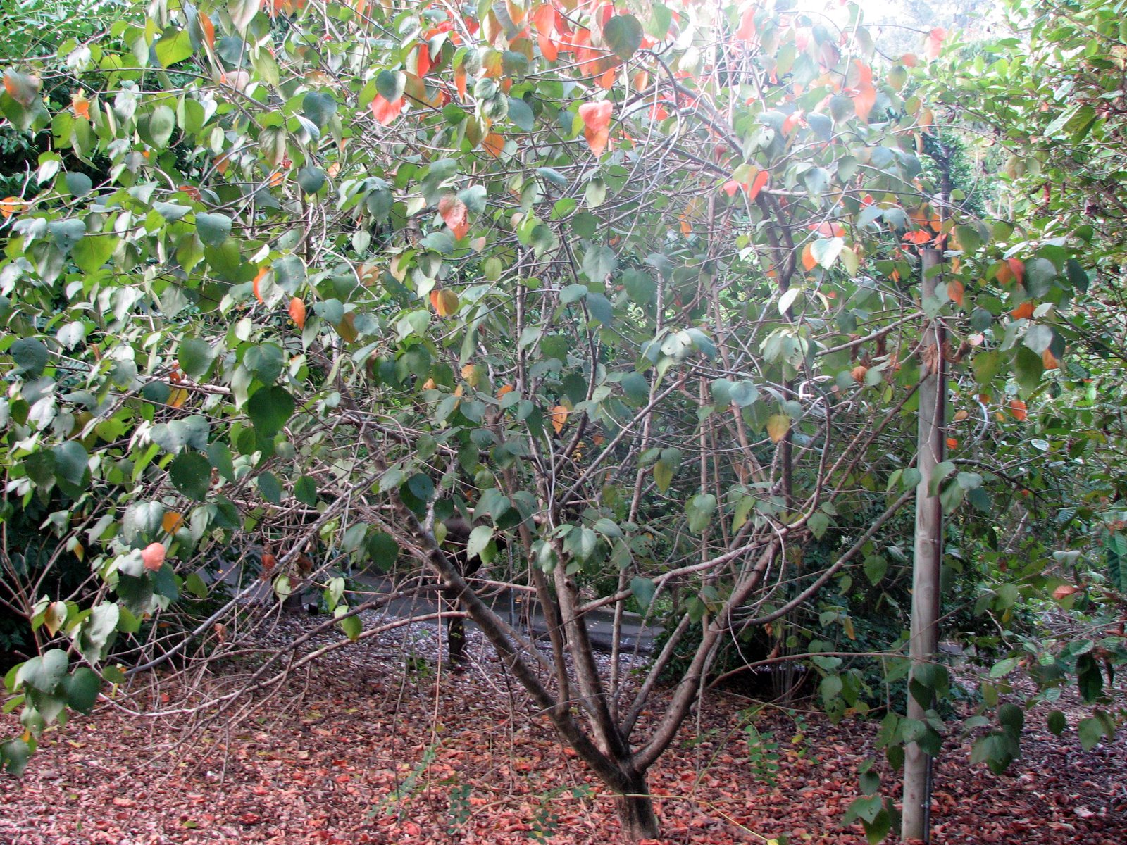 Native Plant Photography: Croton arnhemicus Hard Cascarilla