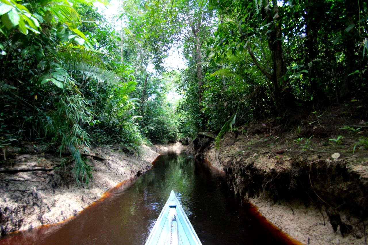 Ekosistem Rawa Gambut dan Air Tawar