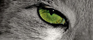 alt="gato de ojos verdes"