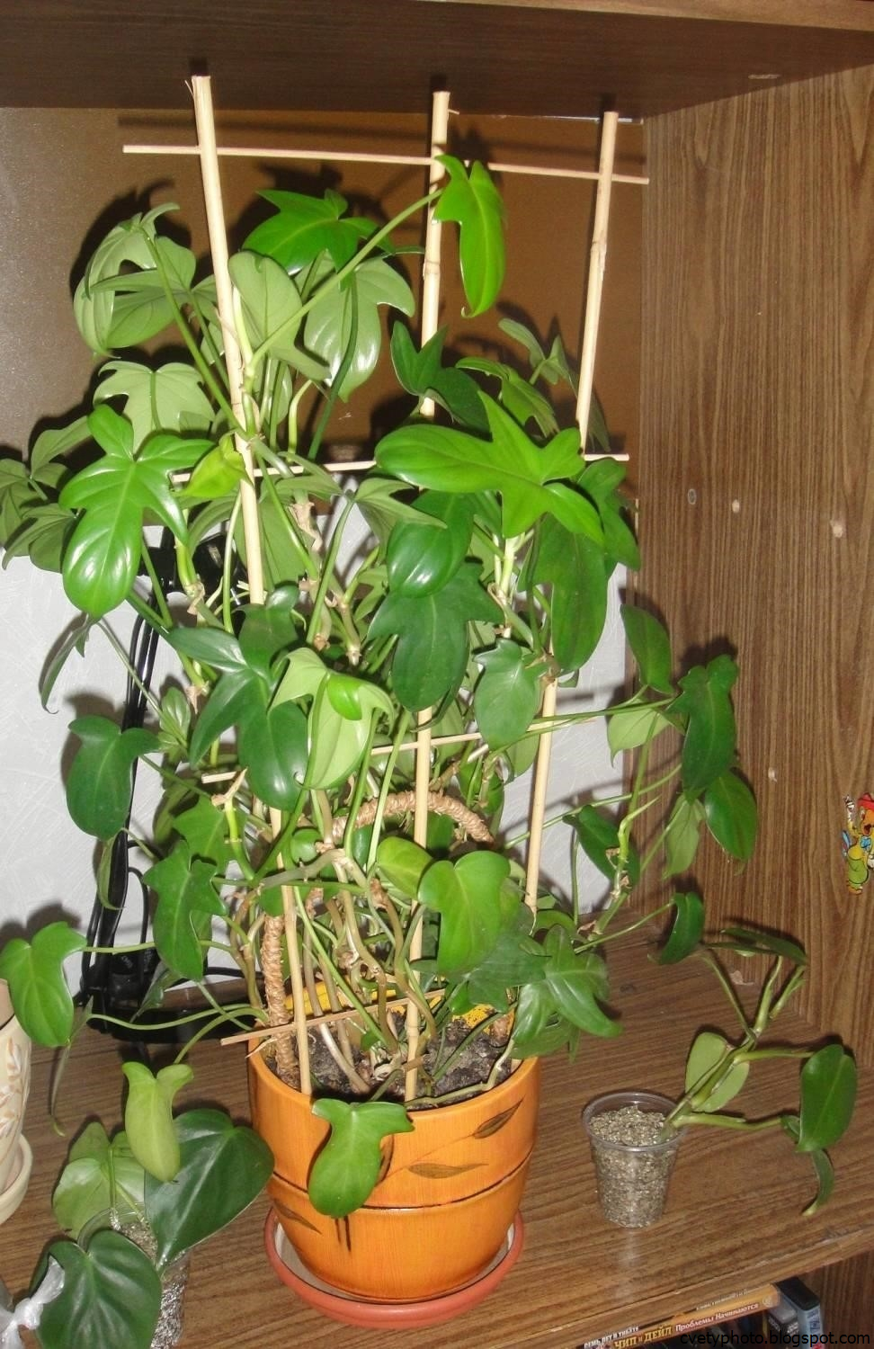 best hanging houseplants - Yahoo Image Search Results Hanging plants indoor, Hou