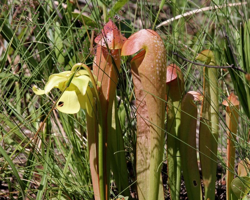 Hooded pitcher plant Sarracenia minor grow and care Travaldo's blog