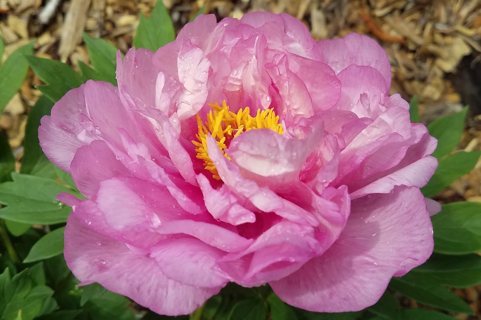 Southern Peony 2019 Intersectional Peony Blooms Week 4 Mid