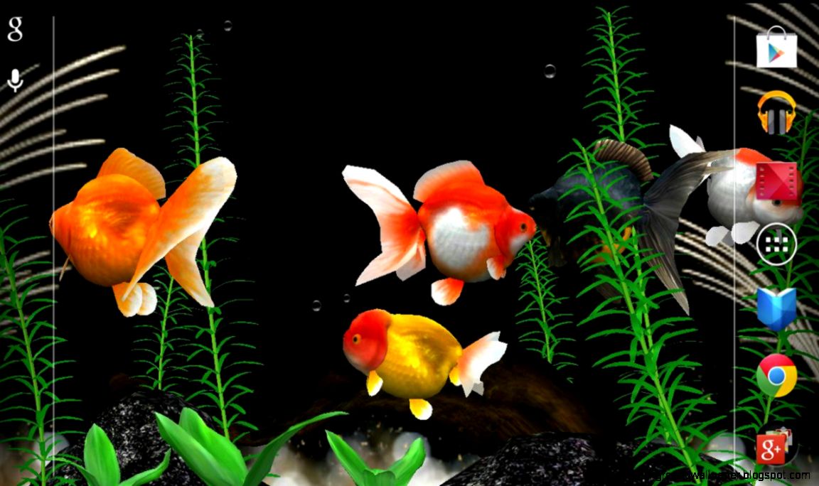 Gold Fish 3D free LWP   Android Apps on Google Play