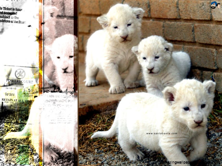 Animals Wallpaper 33