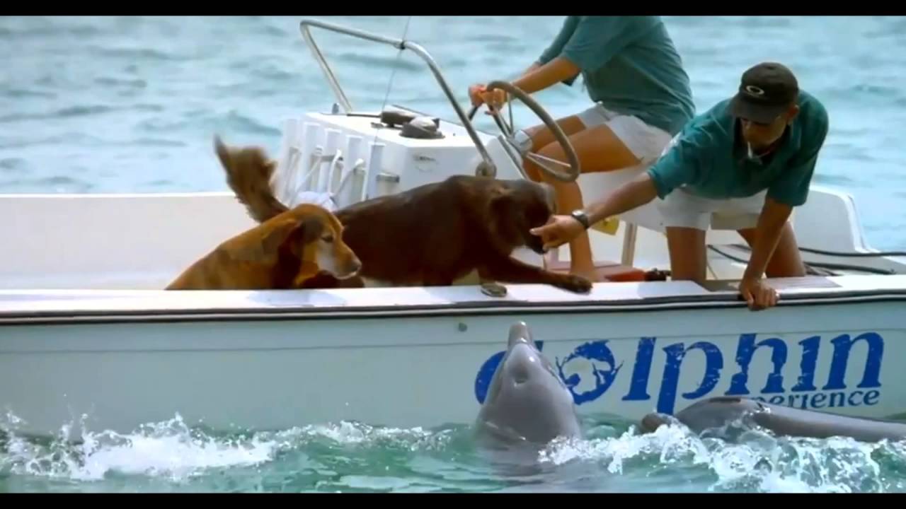 Adorable Video Depicts A Dolphin Jumping Out Of The Water To Kiss A Dog