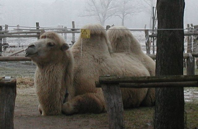 Wolle Natur Farben : PROJEKT KAMELWOLLE
