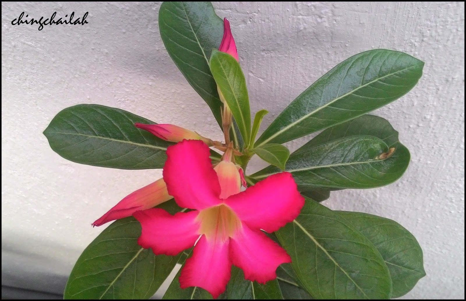 desert rose desert rose
