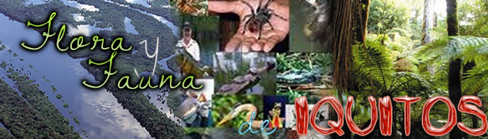 Flora y Fauna de la Ciudad de Iquitos