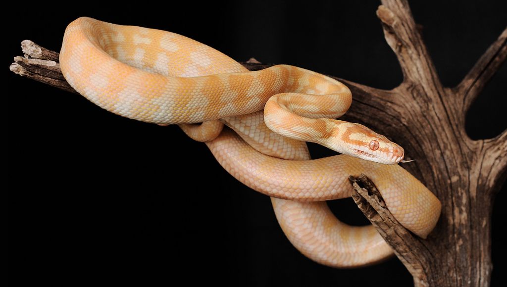 21. Albino darwin carpet python by Sara sternberg