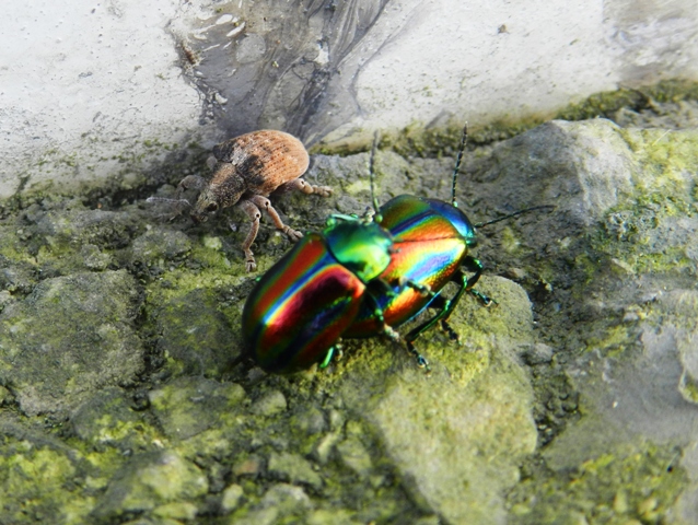 Fauna De Tineo Y Salas Escarabajos De Colores