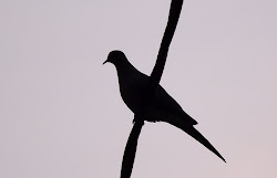 bird flying into window symbolism 7