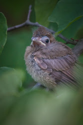 cardinal northern feather babies feet ground tree fed tailed stories say
