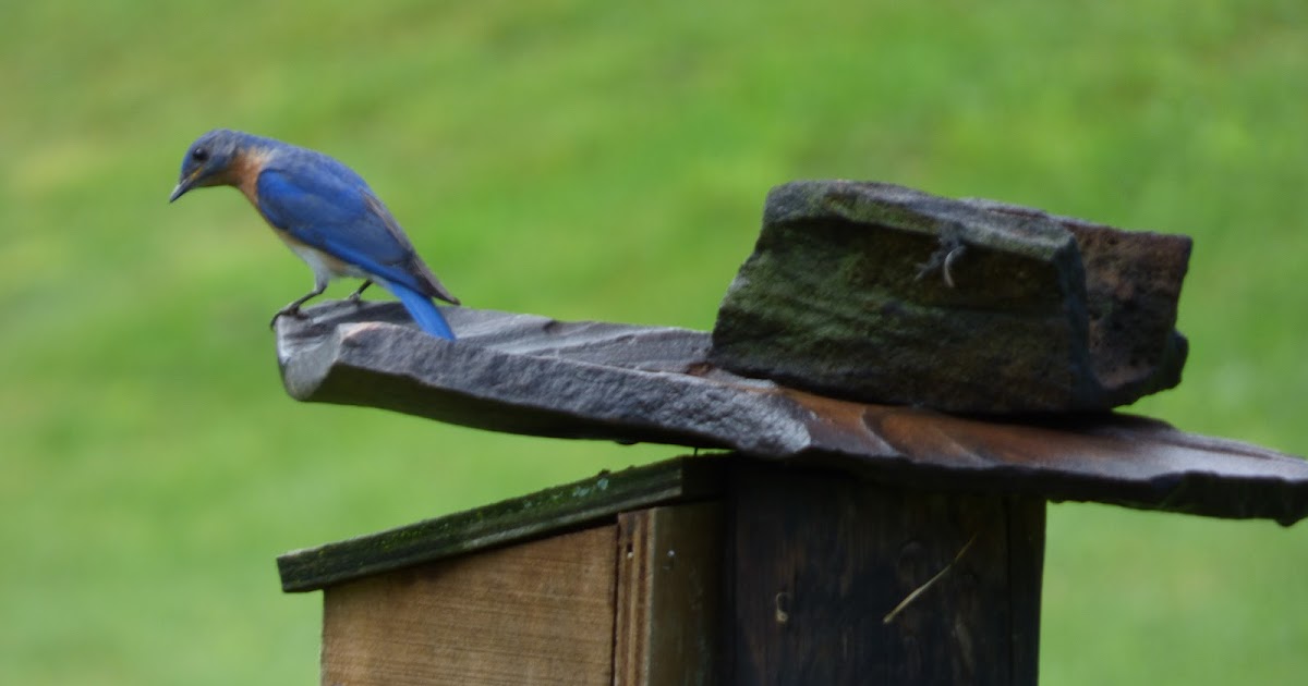 Living in the Anthropocene Bluebird vs House Wren