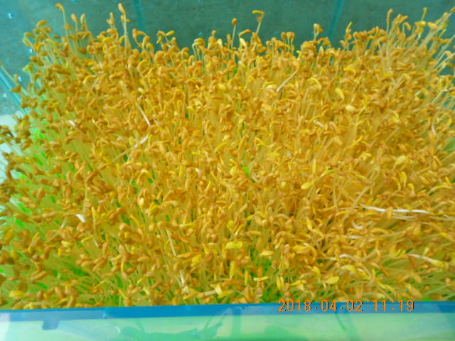 ��Ī��,��Ī�گ�,fenugreek,fenugreek-seeds,�����l,��Ī�ڽ��n,��Ī�ڬ�\��,��Ī�گ��\��,��Ī�ڵo����,��Ī�ڬ�