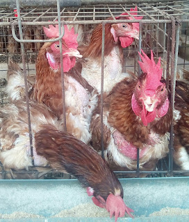 good laying chicken picture