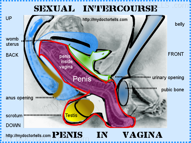 How To Insert Your Penis Into A Vagina 101