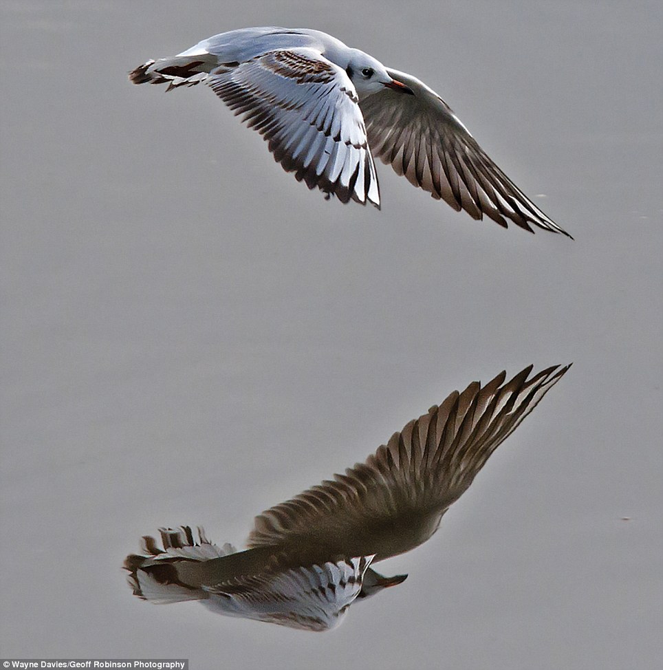 The animal zone Swooping to conquer Dramatic shot of gull diving into