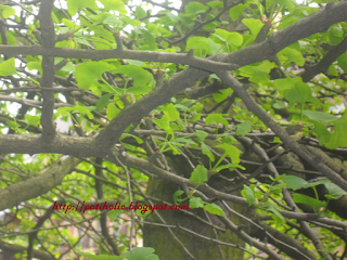 arbol y hojas de ginkgo biloba