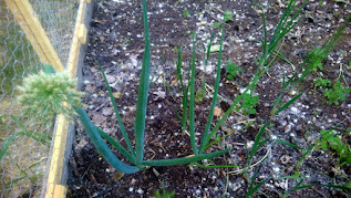 Onion plants growing in garden bed.