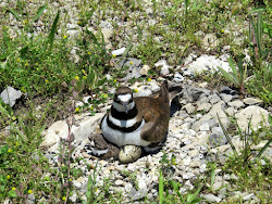 killdeer nest birds bird deer kill predator