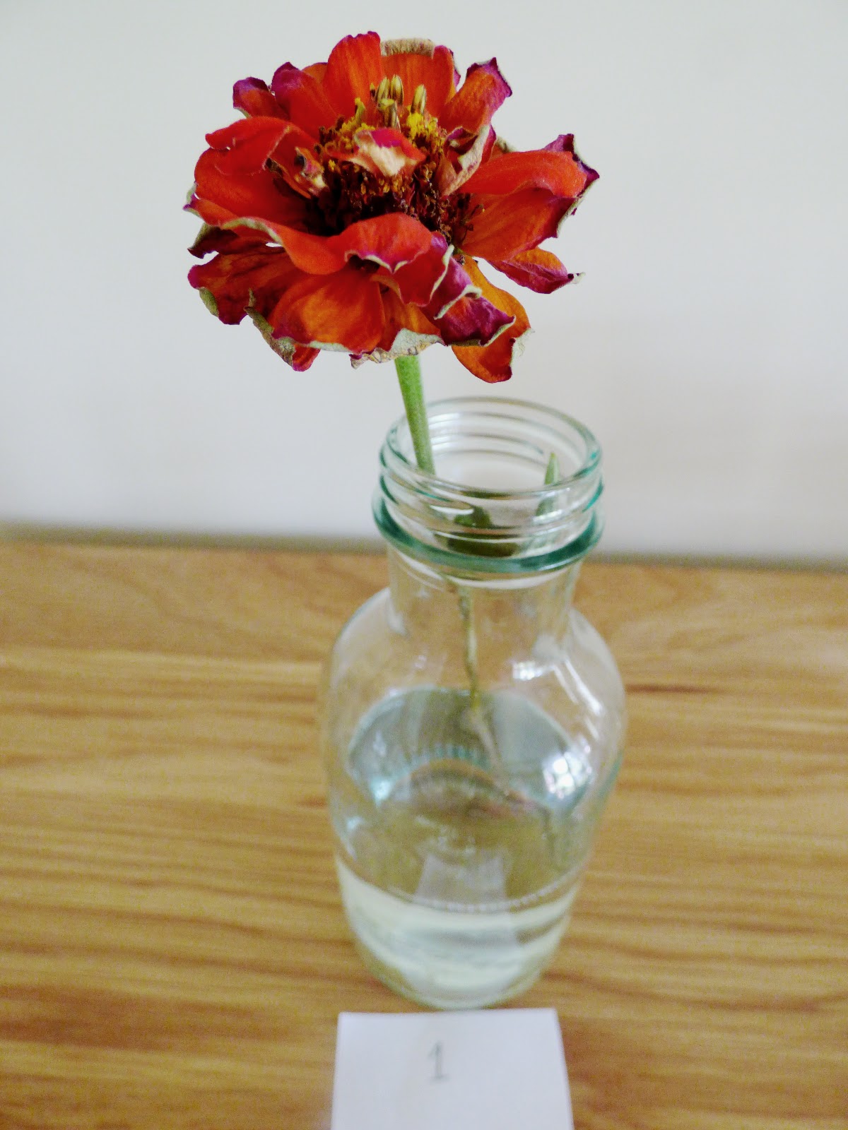 Homemade Flower Food Experiment