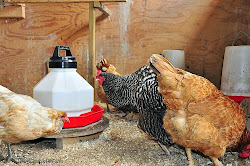 chicken cobble hill farm coop