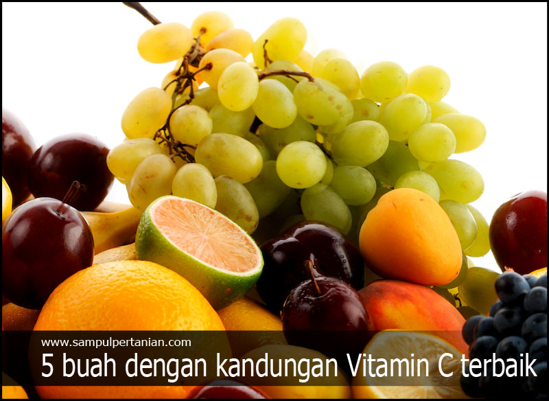 5 buah dengan kandungan Vitamin C terbaik