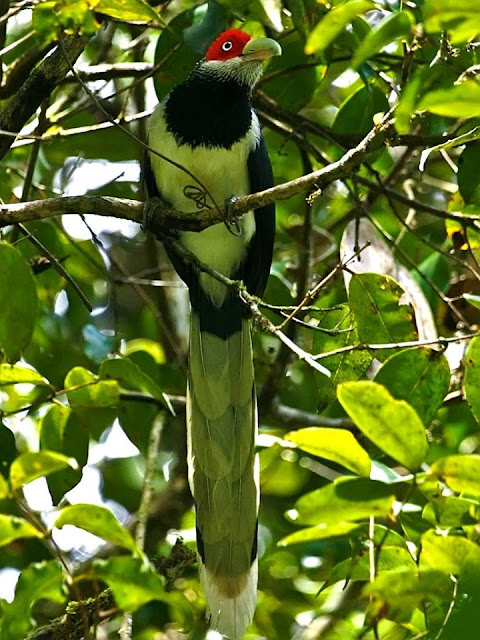 Birds in Sinharaja Forest