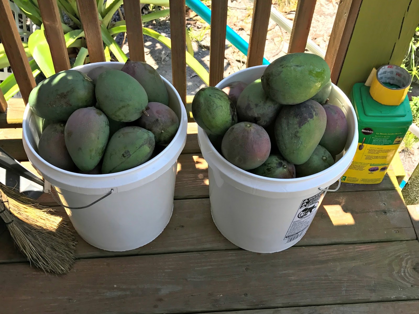 Pine Island, Florida Mango Season Arrives on Pine Island