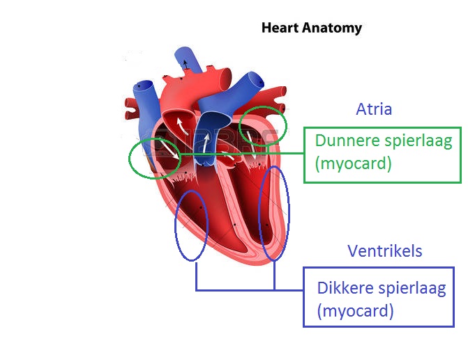 Cardiologie geleiding// Acute Blog Cardiologie geleiding// Acute Blog