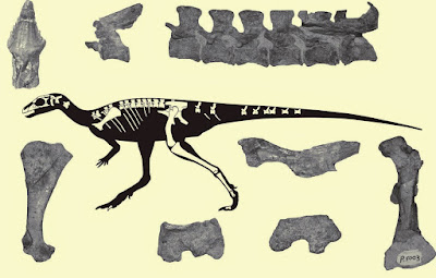 Laquintasaura skeleton