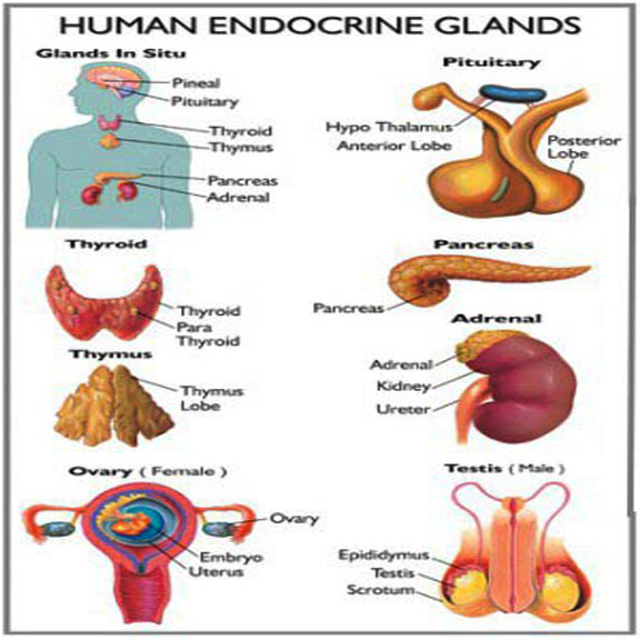 Clinical Chemistry Blog Notes D: What is Endocrinology?