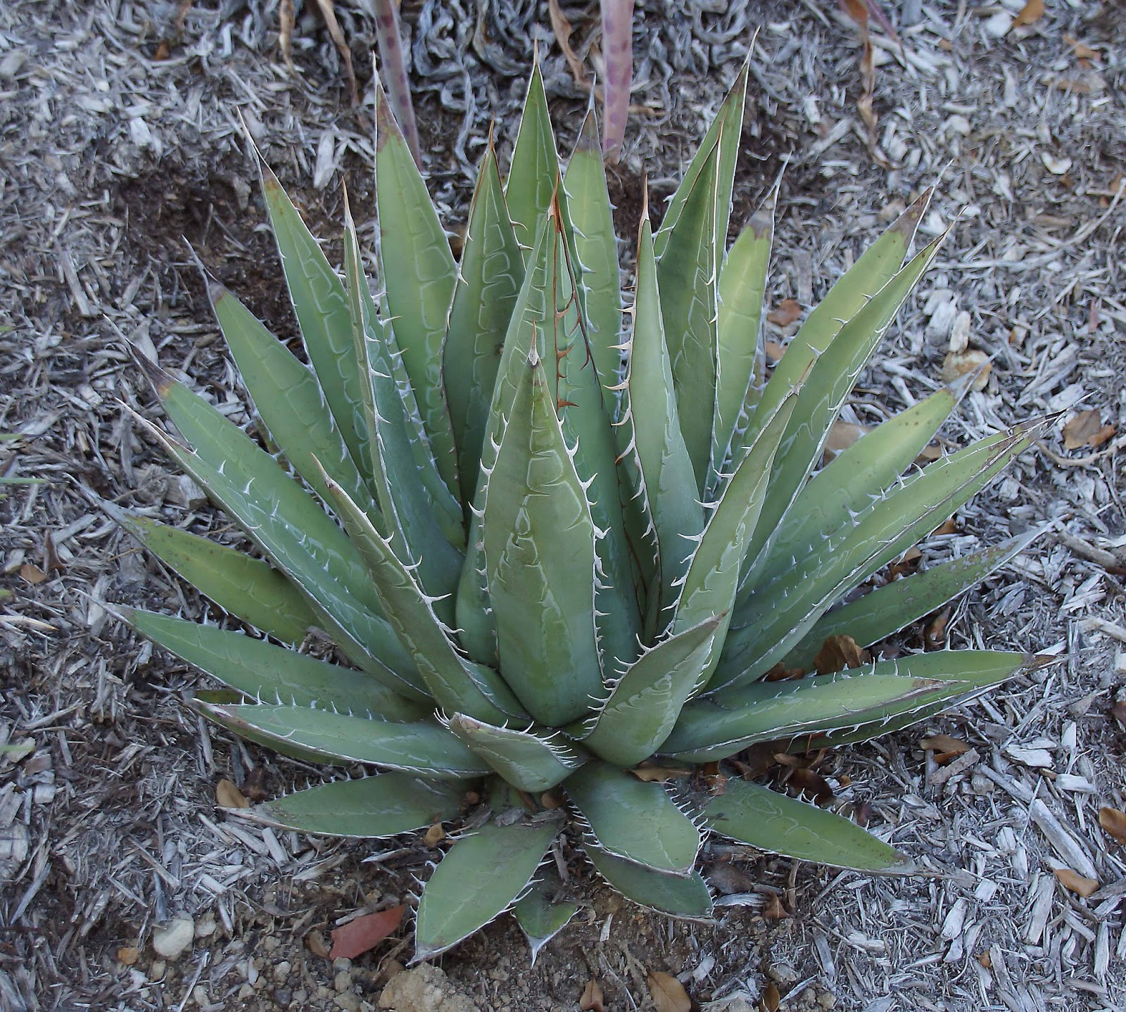 Grocery Store Agave